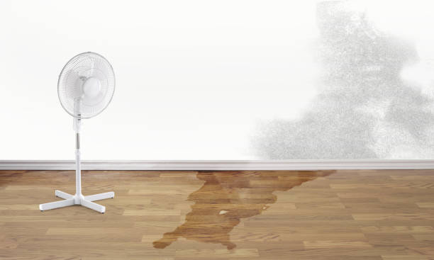 Best Professional water damage repair  in Freeman, SD
