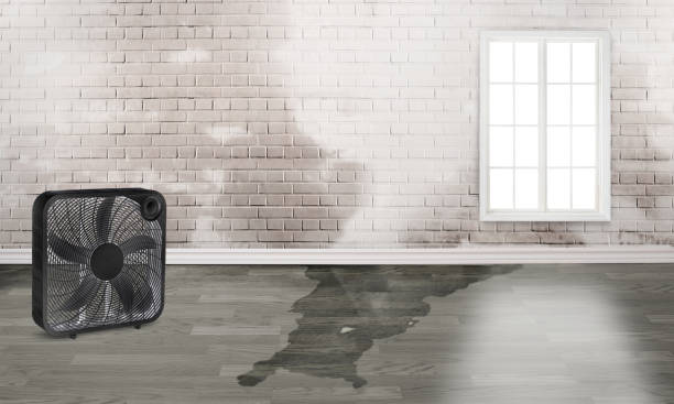 Best Flood restoration services  in Freeman, SD
