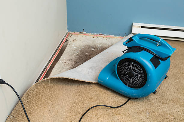 Best Water damage cleanup near me  in Freeman, SD